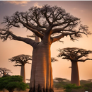 Baobab Oil 100% Pure Natural Undiluted Uncut Oil Cold-pressed